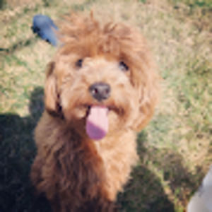 Meet your Posher, Leslie